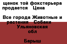 щенок той-фокстерьера продается › Цена ­ 25 000 - Все города Животные и растения » Собаки   . Ульяновская обл.,Барыш г.